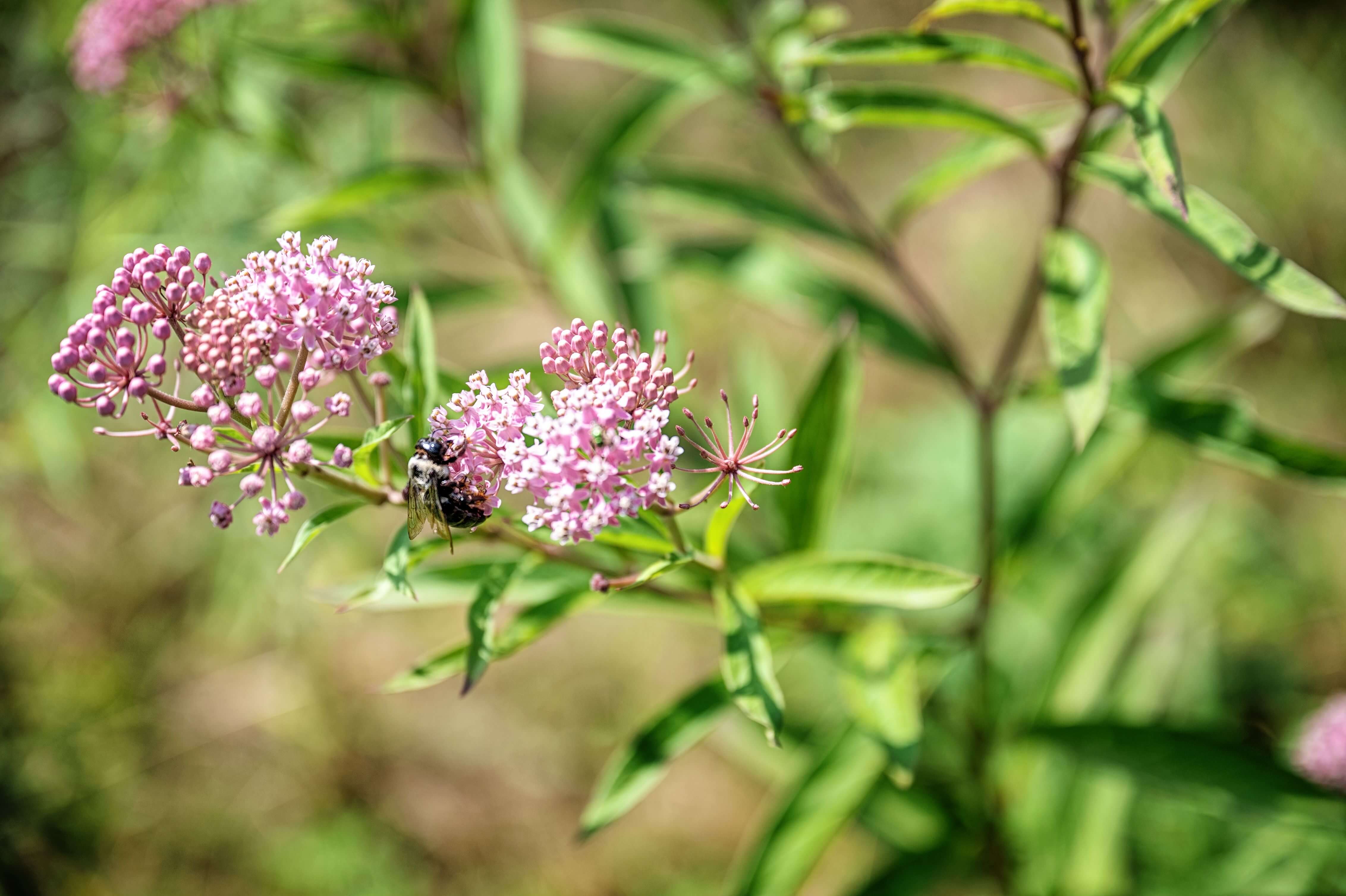 Harbingers of Spring at our Luxury Eco-Getaway in Hocking Hills