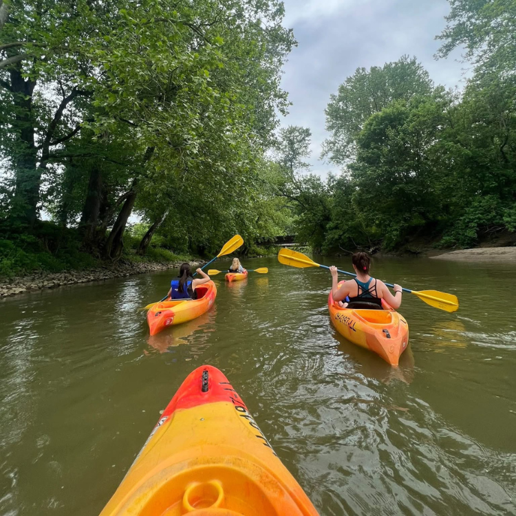 several kayaks and riders floating down a river, trees overhanging