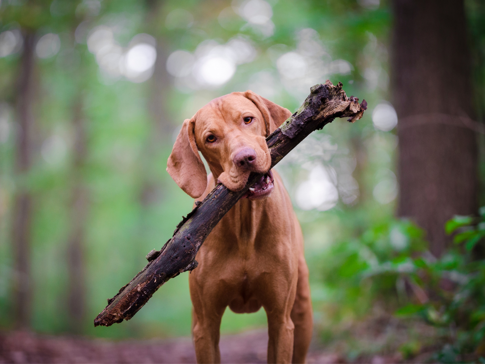 Why You Should Bring Your Furry Friend to the Hocking Hills!