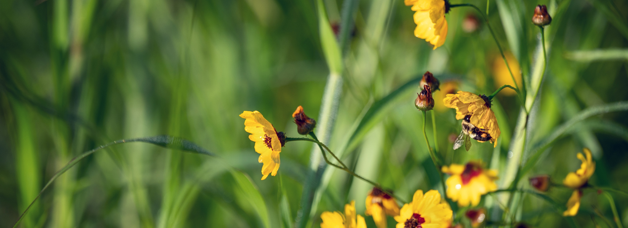 image of Sustainability